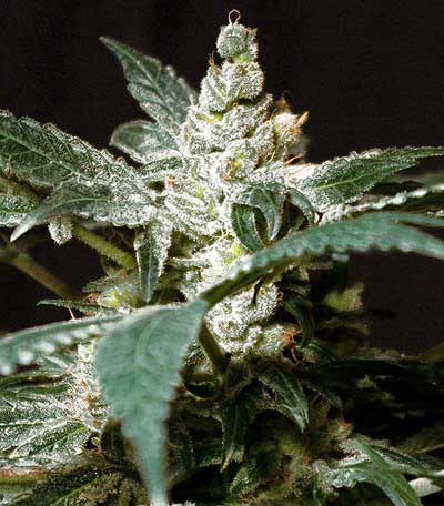 An image of Wild Rose