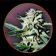 An image of Granflora