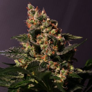 An image of Lemon Larry OG