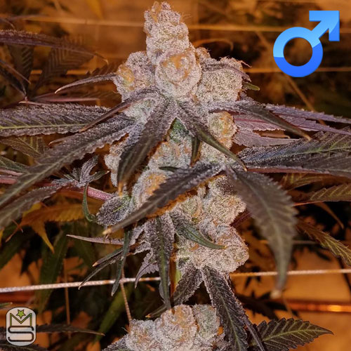 An image of Purple Punch 2.0