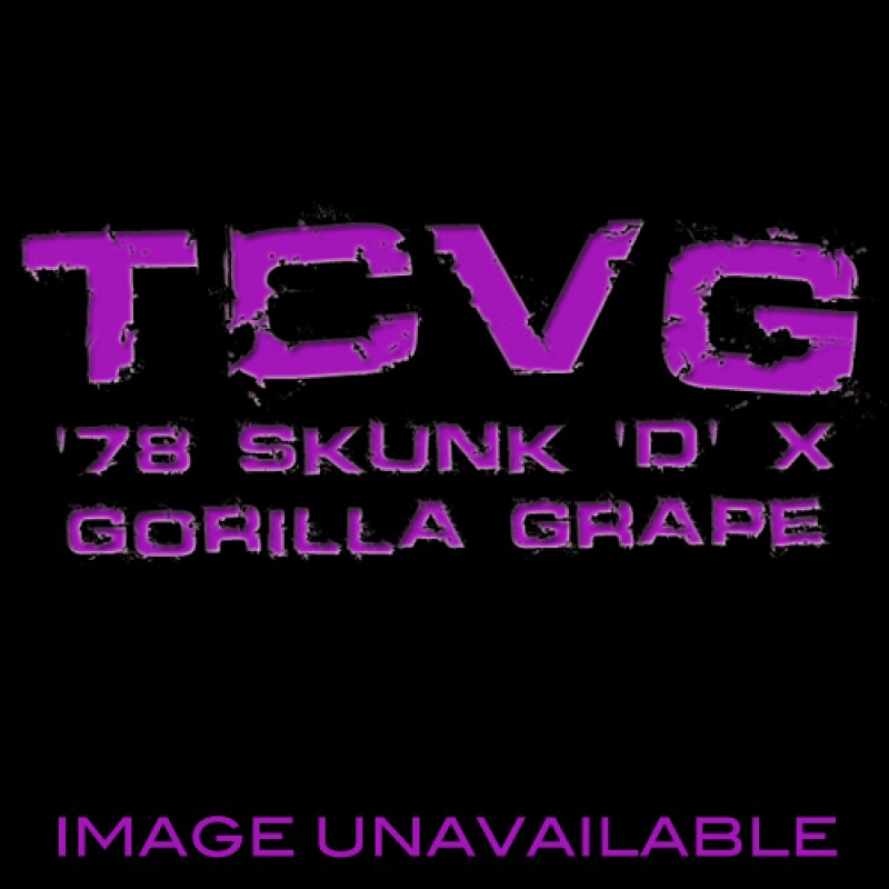 An image of '78 Skunk 'D' x Gorilla Grape
