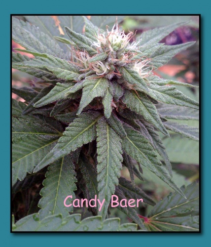 An image of Candy Baer