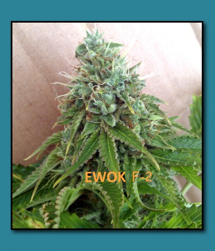 An image of EWOK