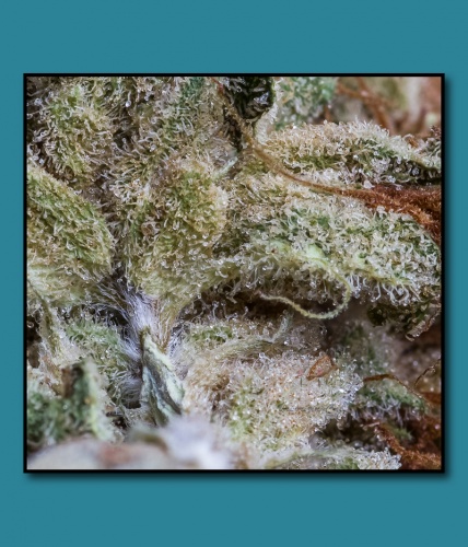 An image of Lemon Candy