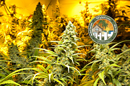 An image of Platinum Blue Jack