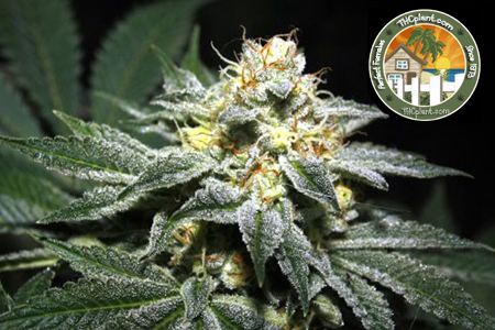 An image of Thai Fire OG