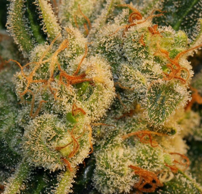 An image of Auto Bubblegum