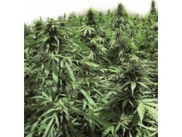 An image of Auto Northern Hog