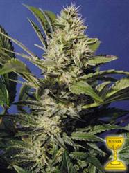 An image of Chocolate Chunk