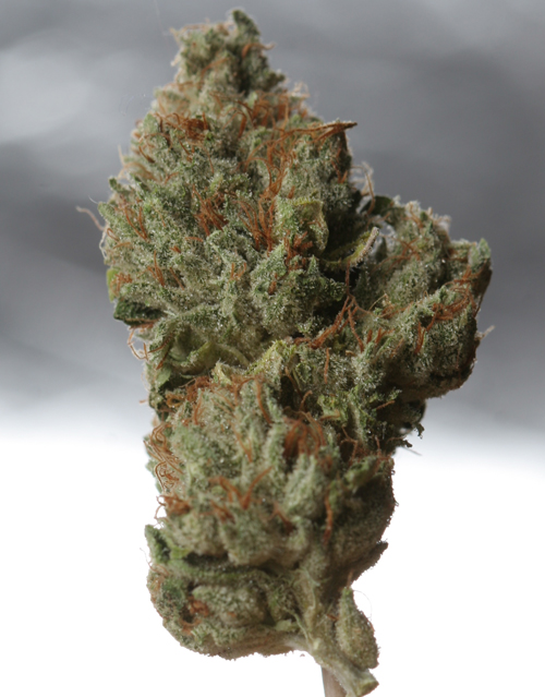 An image of Cold Creek Kush