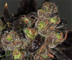An image of Da Purps