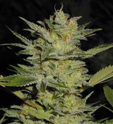 An image of Heavy Duty Fruity