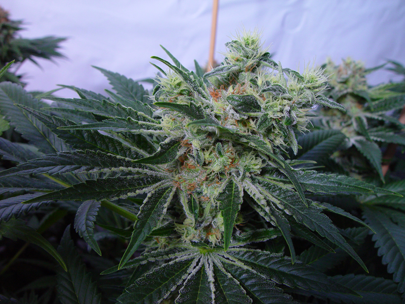 An image of MK-Ultrawreck