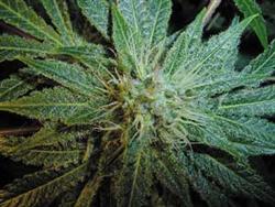An image of Puna Budder