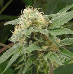 An image of Sage n Sour