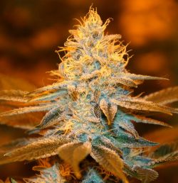 An image of Strawberry Glue