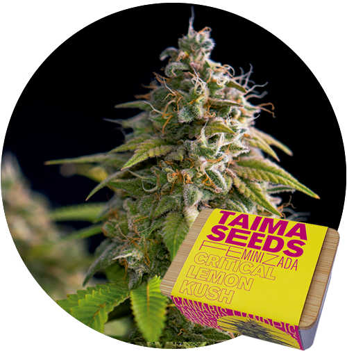 An image of Critical Lemon Kush