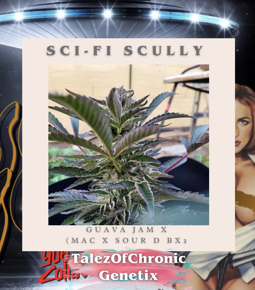 An image of Sci-Fi Scully