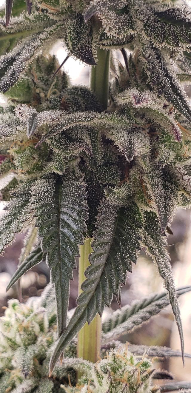 An image of Van Gogh Breath