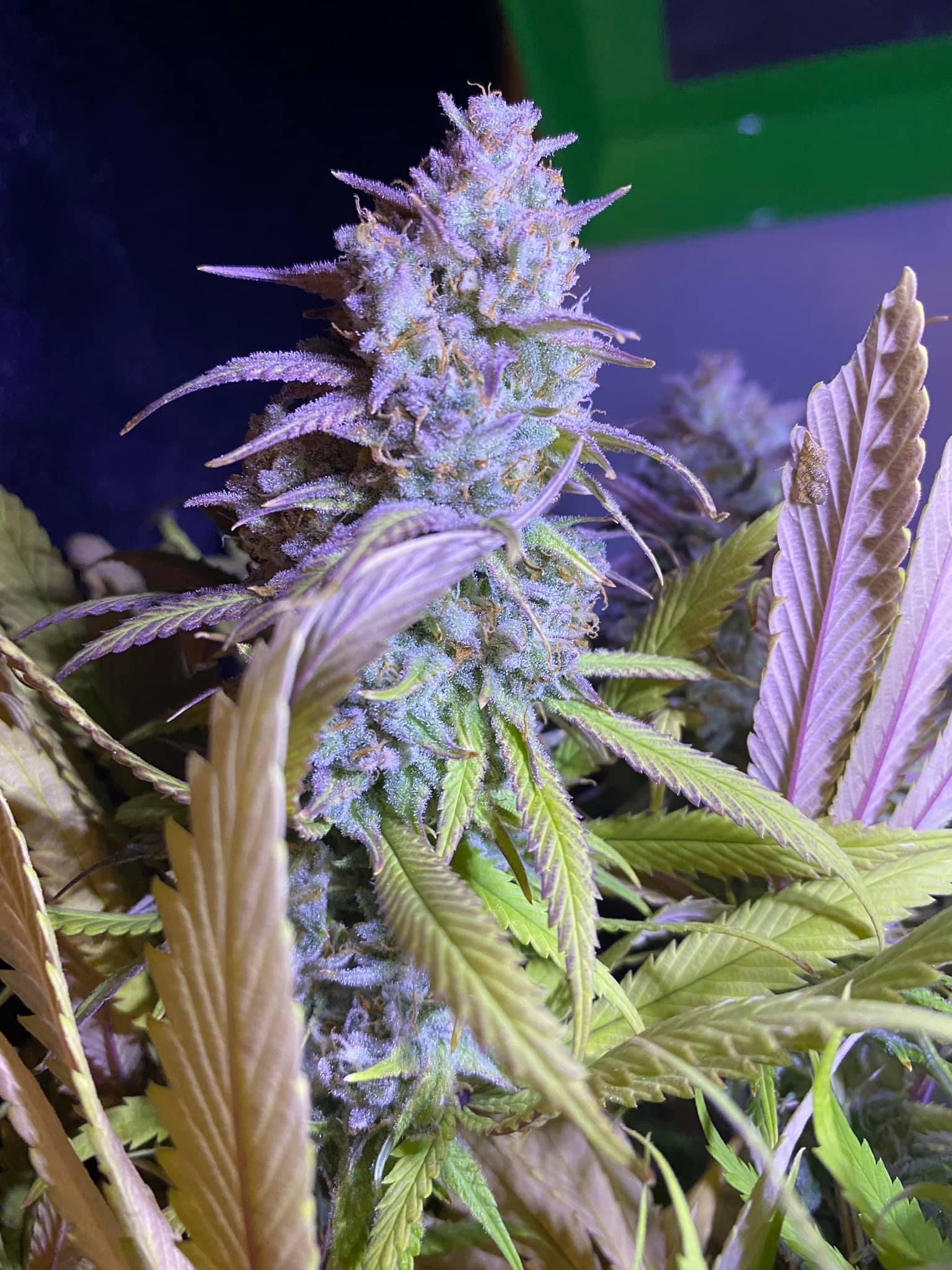 An image of Gorilla Punch