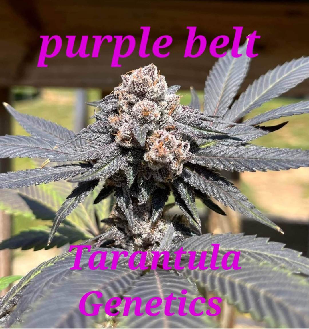 An image of Purple Belt