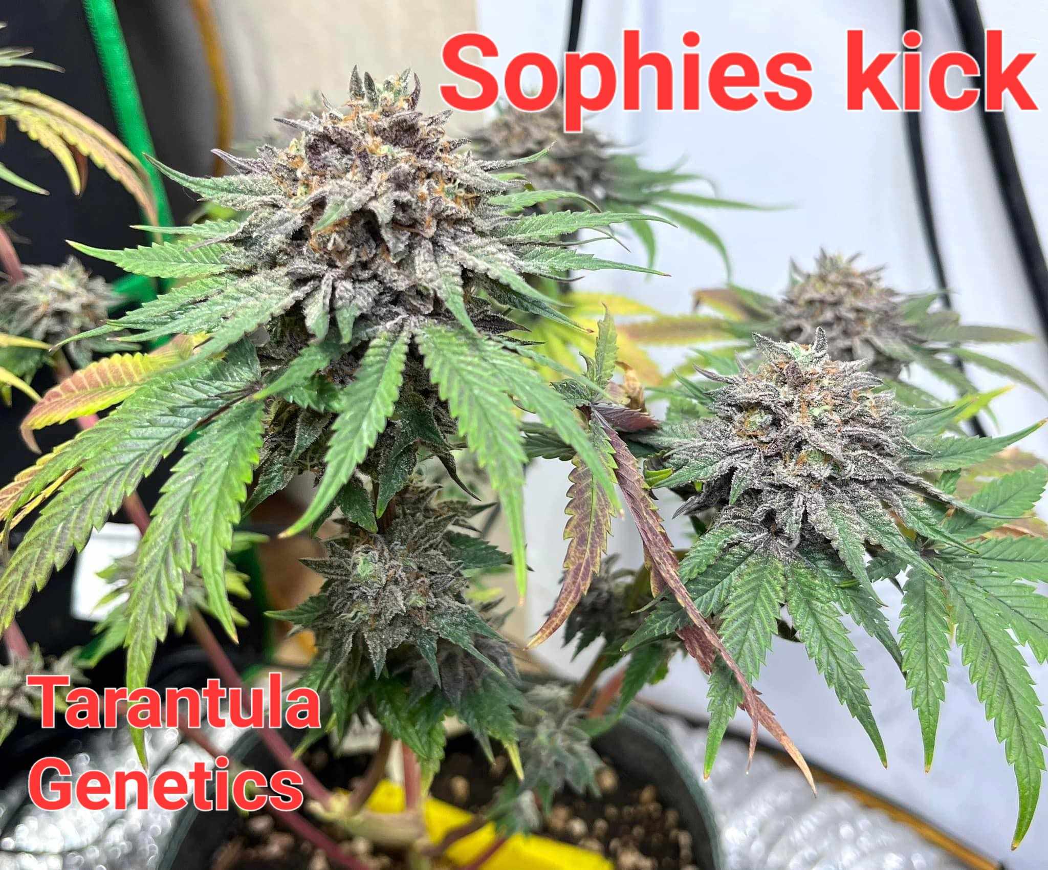 An image of Sophie’s Kick