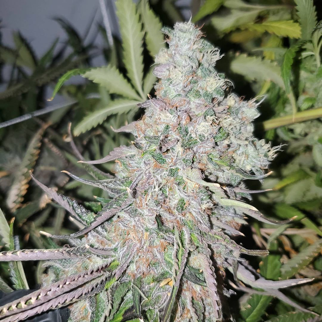 An image of Strawberry Kushbreath