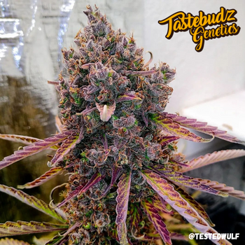 An image of Biscotti #33 Auto