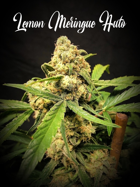 An image of Lemon Meringue Auto