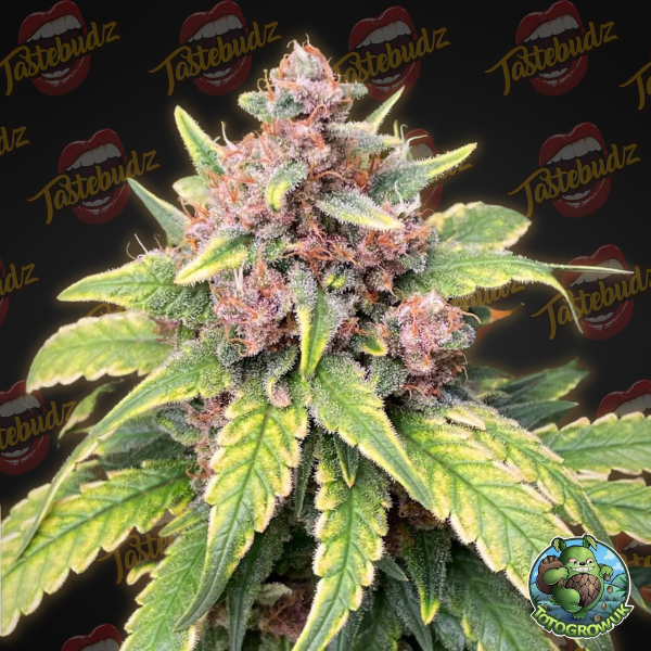 Reefereshers (Tastebudz Seeds) :: Cannabis Strain Info Reefereshers (Tastebudz Seeds) :: Cannabis Strain Info