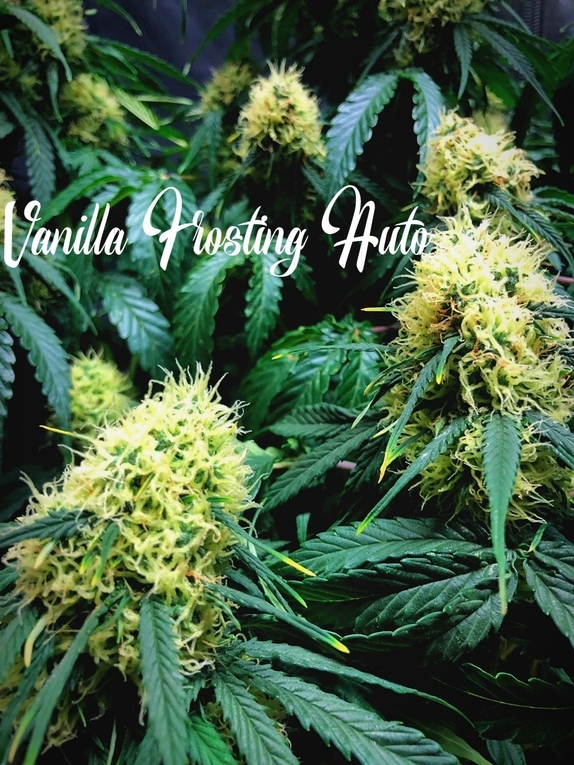 An image of Vanilla Frosting Auto
