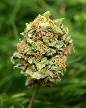 An image of Rocky Mountain High
