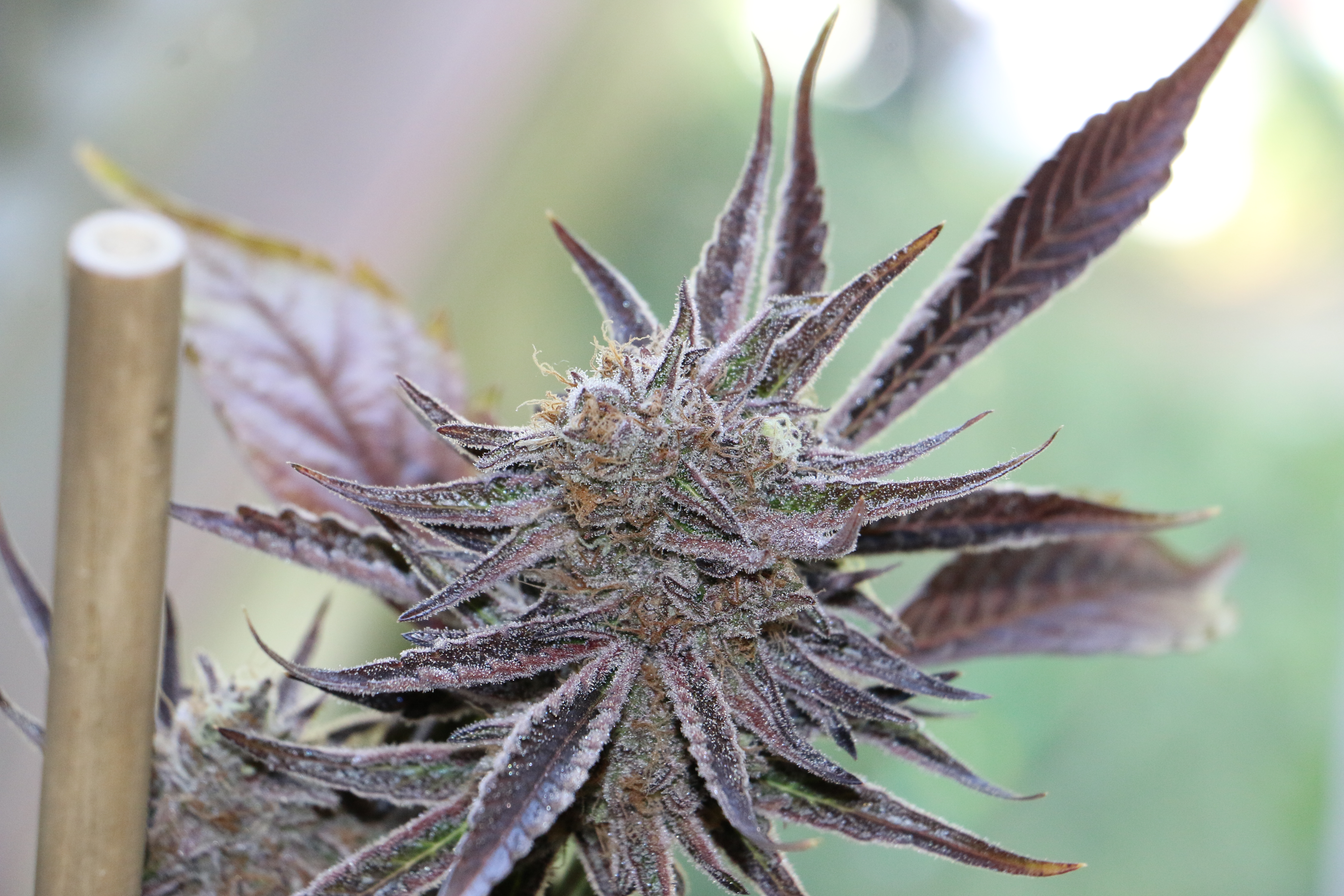 An image of Purple Primer