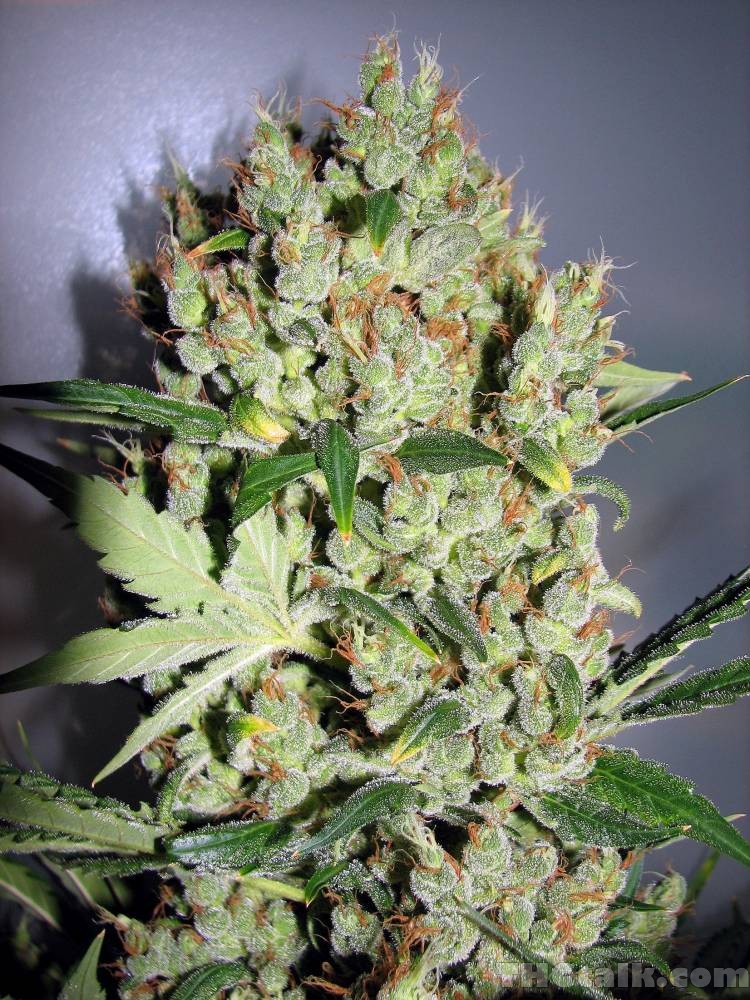 An image of White Diesel