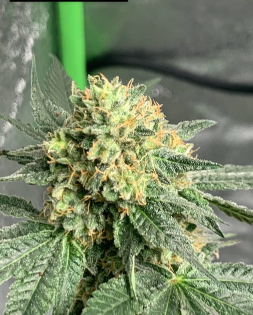 An image of Heady Eddy