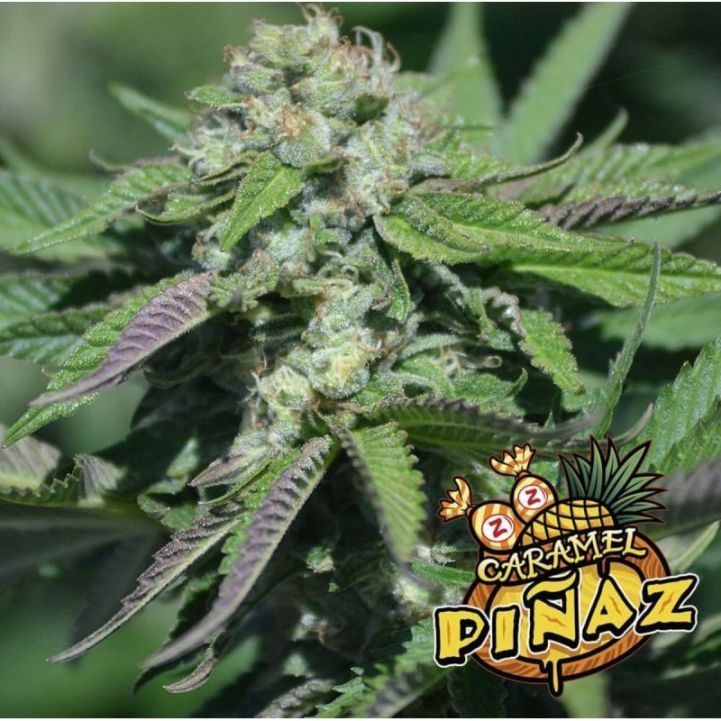 An image of Caramel Pinaz