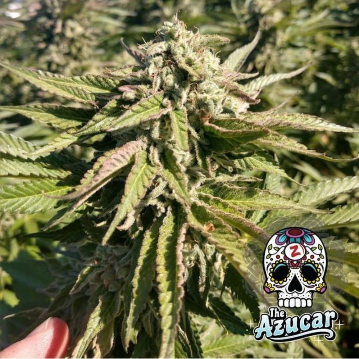 An image of The Azucar