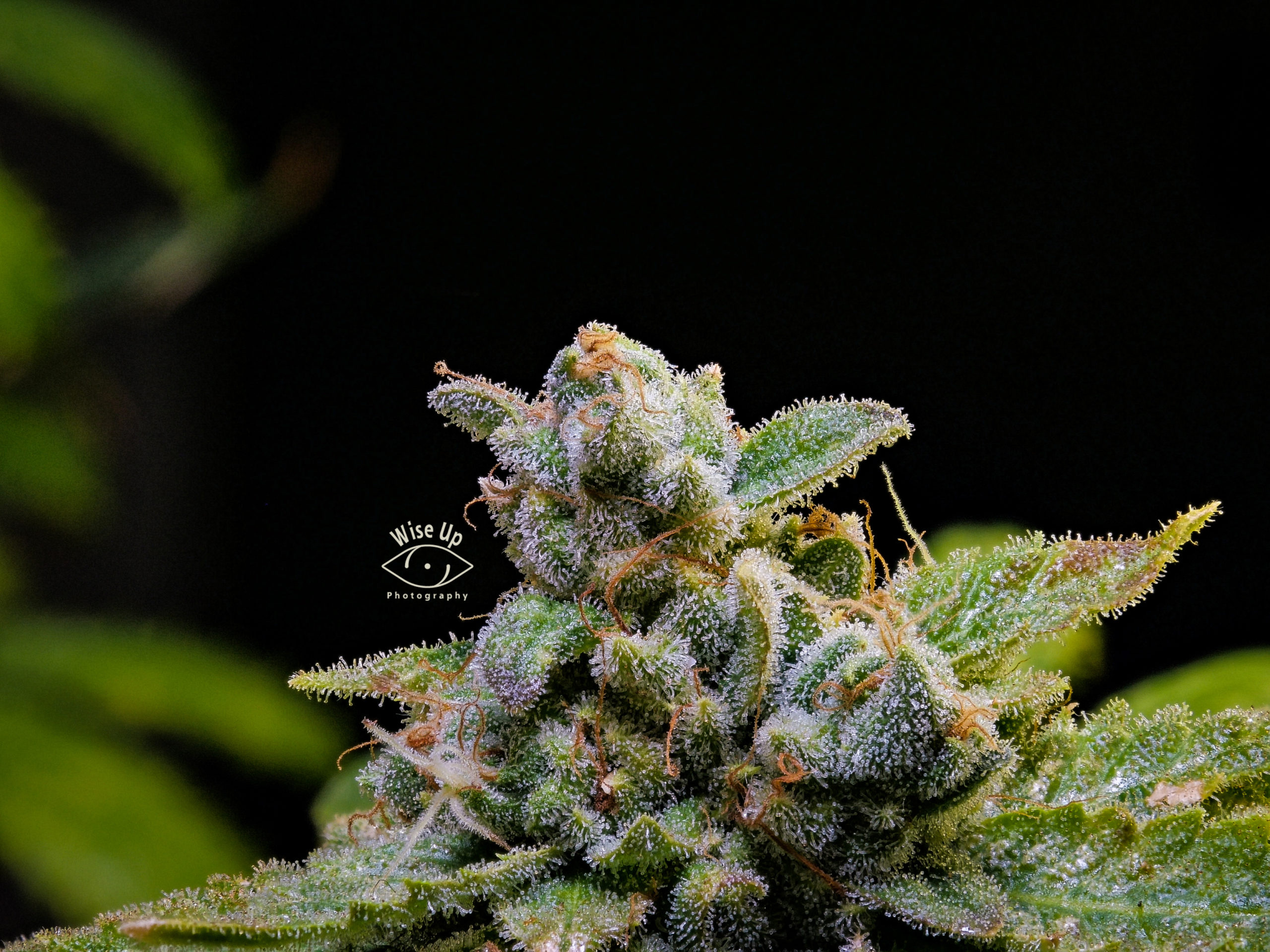 An image of Headstash Applepie