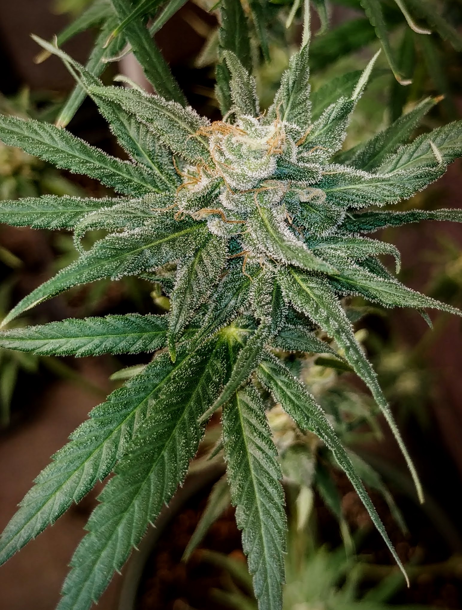 An image of Pineberry