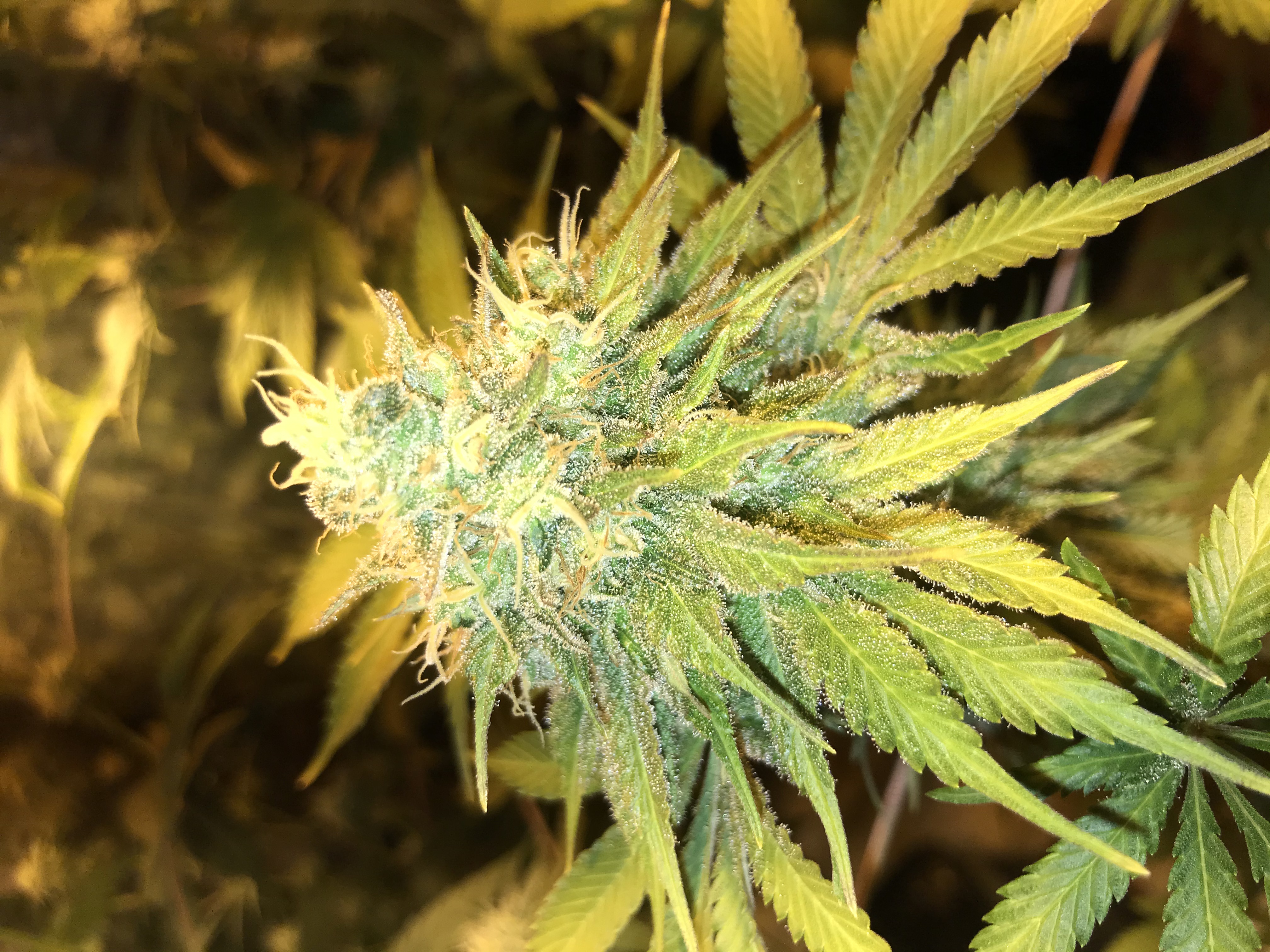 An image of Citron OG