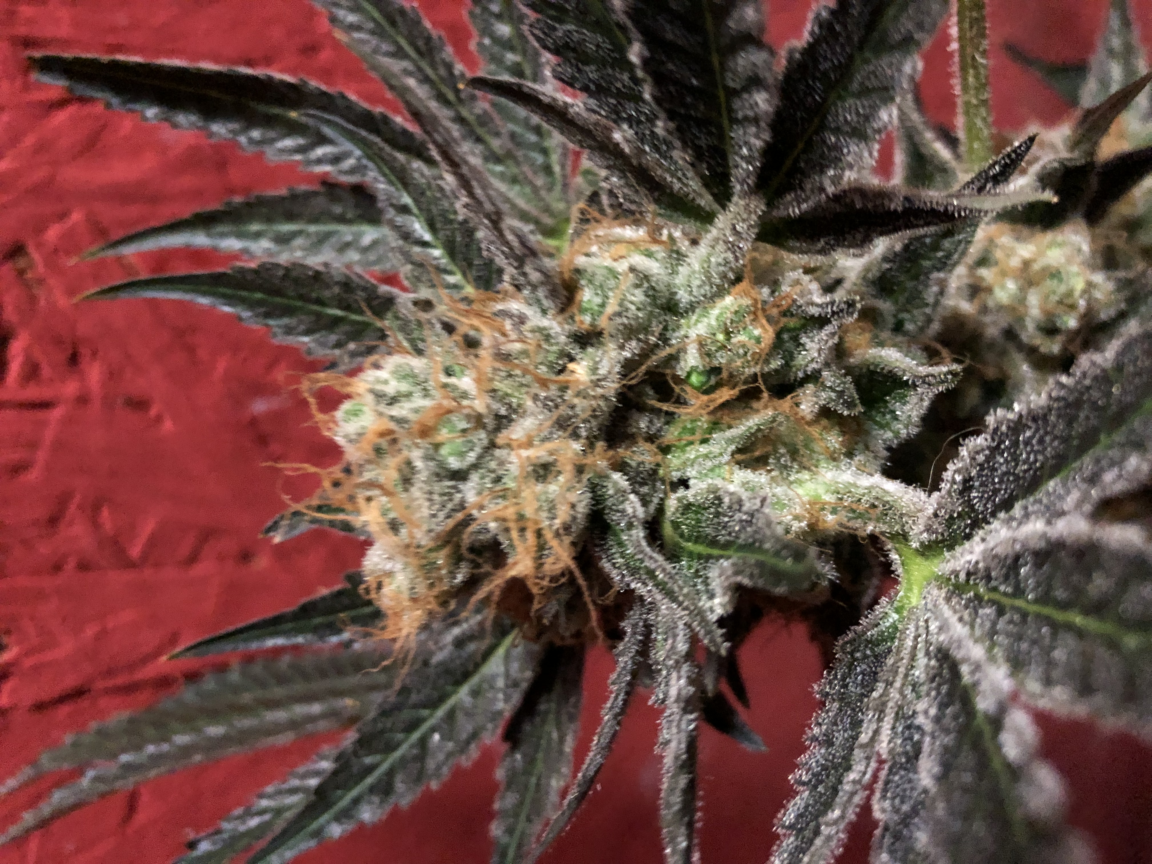 An image of Lavender Special