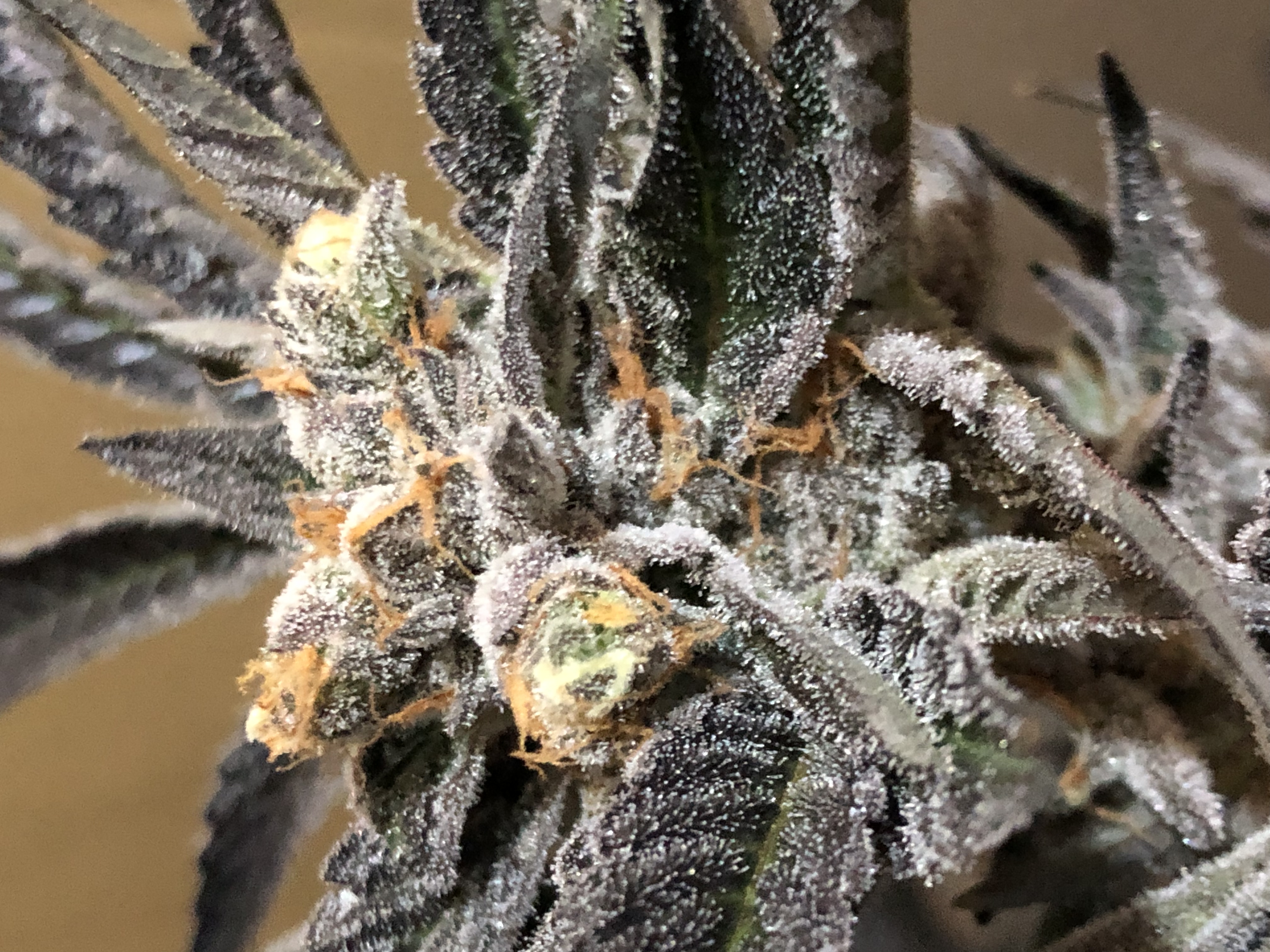 An image of Nutter Butter
