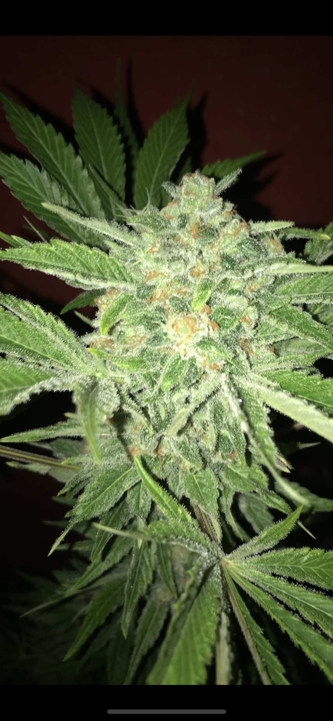An image of White Cherry Kush