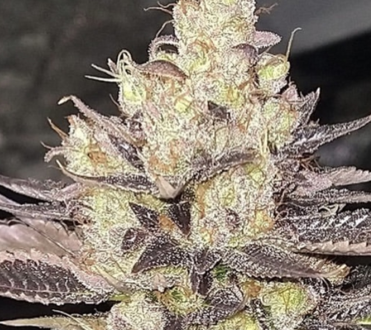 An image of Sour Dessert