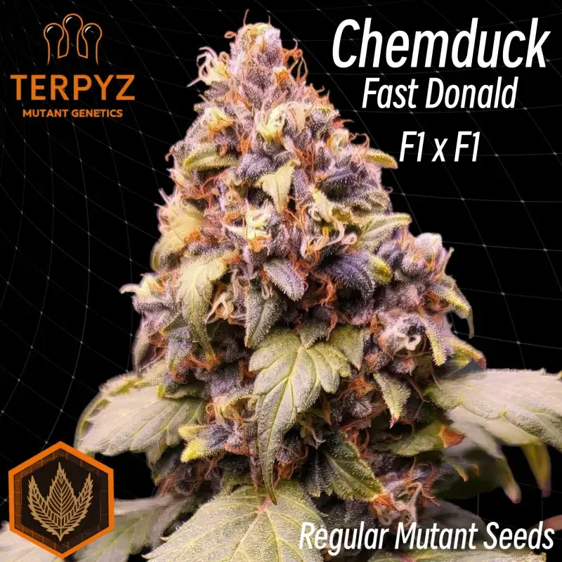 An image of Chemduck F2
