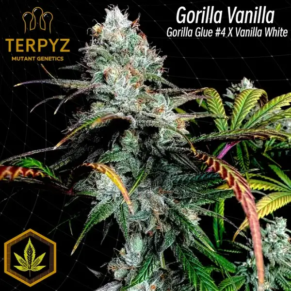An image of Gorilla Vanilla