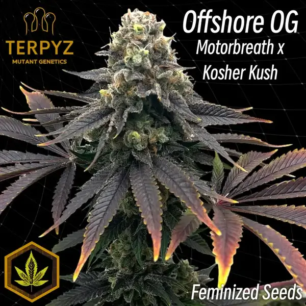 An image of Offshore OG