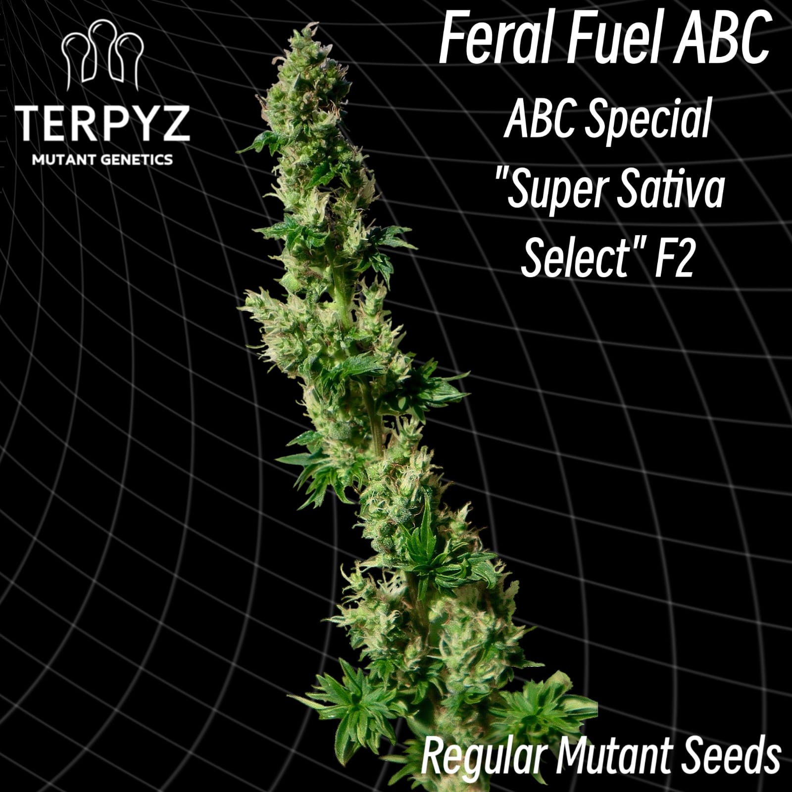 An image of Feral Fuel ABC