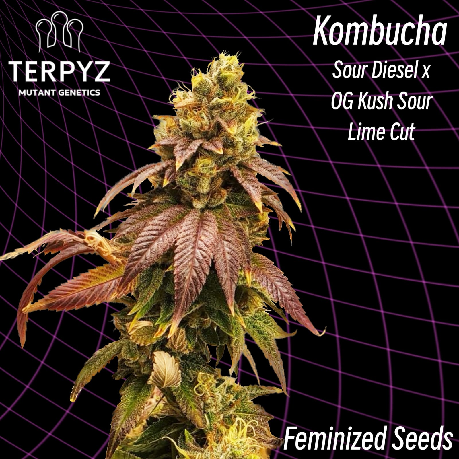 An image of Kombucha