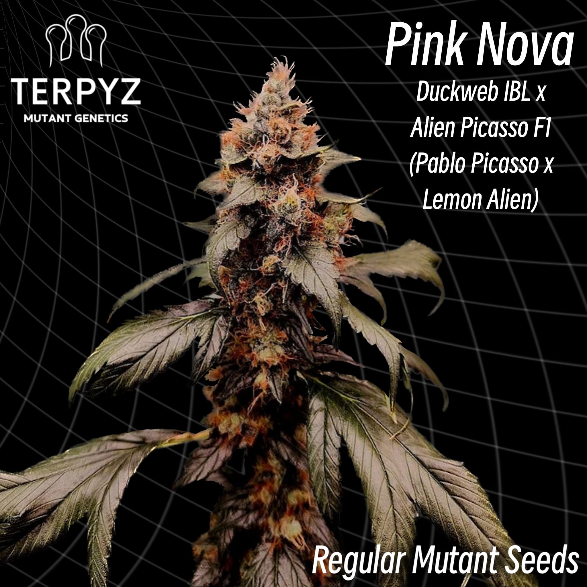 MARIJUANA POT WEED 420 CANNIBUS PLANT GLOW IN DARK BLACK